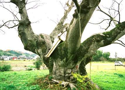 寸原の大ケヤキ