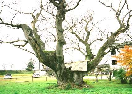 寸原の大ケヤキ