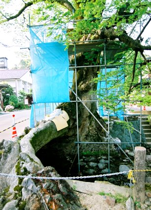 柏原の大ケヤキ