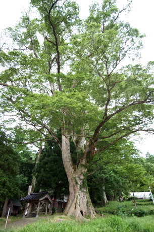 一宮神社のケヤキ