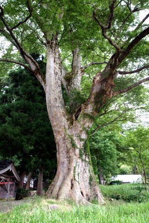 一宮神社のケヤキ