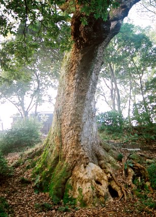 奈良豆比古神社の楠
