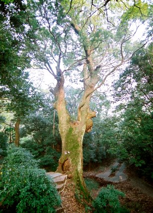 奈良豆比古神社の楠