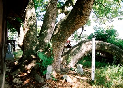 大田神社のクスノキ