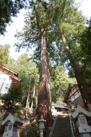海神社の神代杉