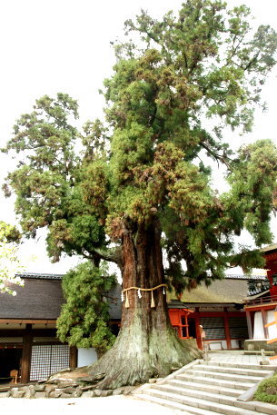 春日大社の大杉
