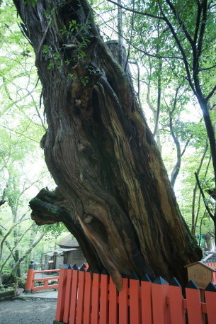 春日大社のイブキ