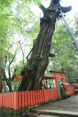 春日大社のイブキ