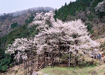 樽見の大桜