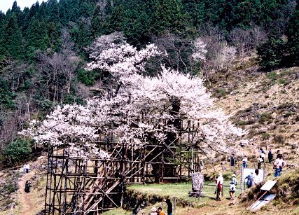 樽見の大桜
