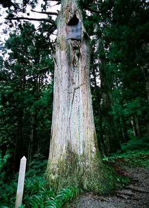 熊野神社の老杉 No2