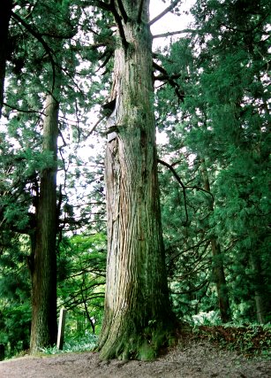 熊野神社の老杉 No2