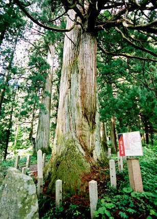 熊野神社の老杉 No1