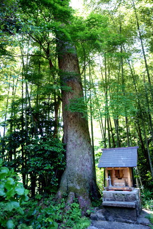 善住寺のヒメコマツ　No2