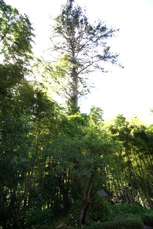 善住寺のヒメコマツ　No2