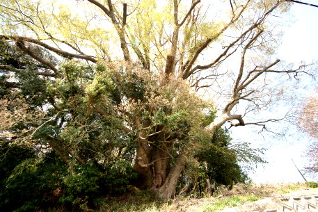 愛宕さんのケヤキ