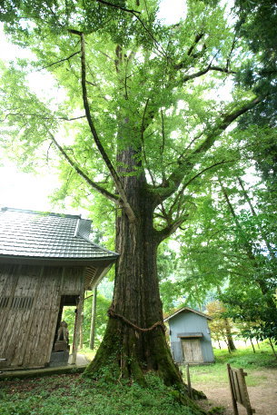 桑野本の大イチョウ
