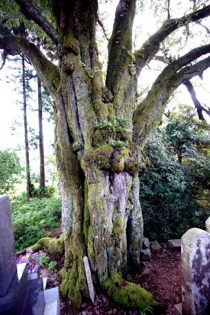 三原のヤマザクラ