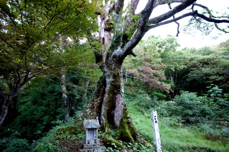愛宕神社のエノキ