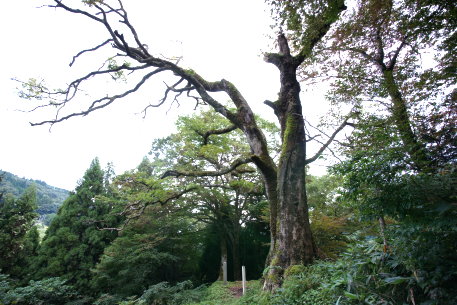 愛宕神社のエノキ