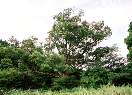 板井谷のコナラ