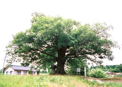 灰塚のナラガシワ