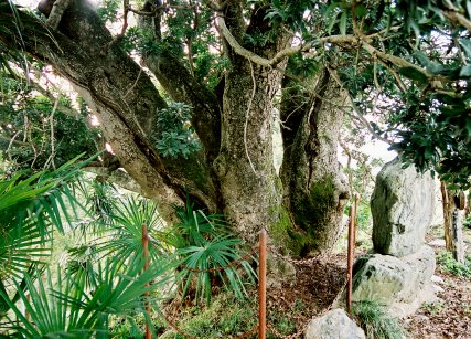 奥谷のヤマモモの巨樹