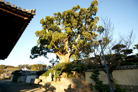 道成寺のビャクシン