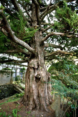 十禅律院のイブキ