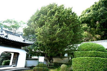 十禅律院のイブキ