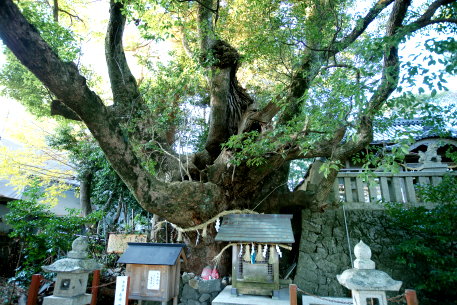 湯川神社の樟