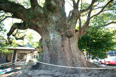 闘鶏神社の楠