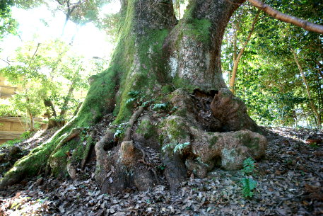 忍坂山口坐神社の大クス