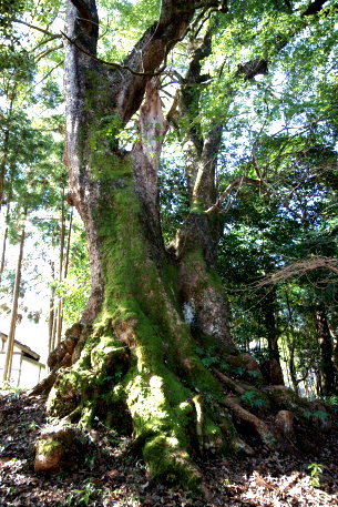 忍坂山口坐神社の大クス
