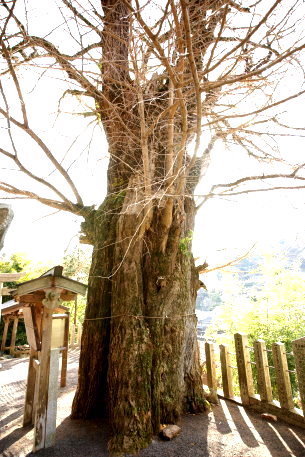 初瀬のイチョウ