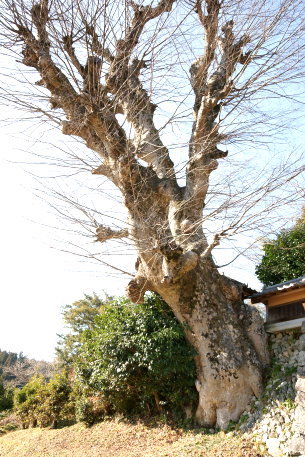 片岡家住宅のケヤキ