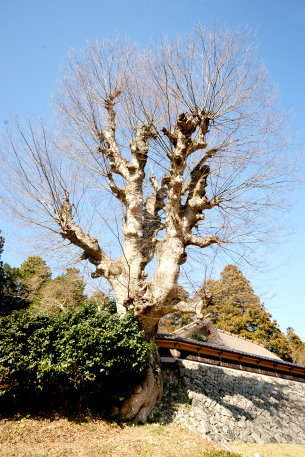 片岡家住宅のケヤキ