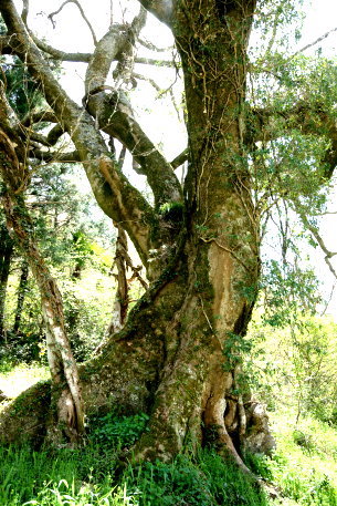 新免郷谷のエノキ