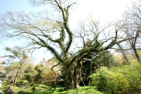 新免郷谷のエノキ
