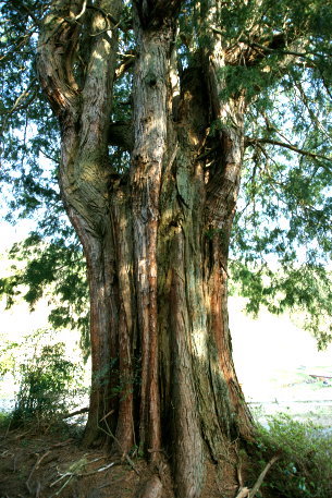 戸増のヒヨクヒバ