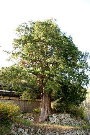 戸増のヒヨクヒバ