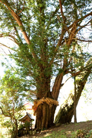 北村神社のイチイ