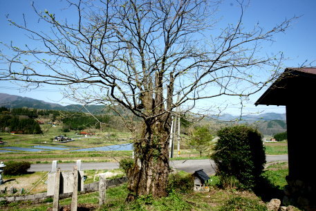 大屋のサイジョウガキ