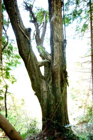 五箇野田のサイジョウガキ