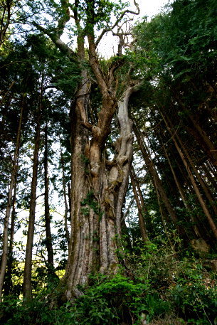 五箇野田のサイジョウガキ