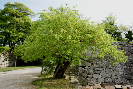 広島城跡のマルバヤナギ