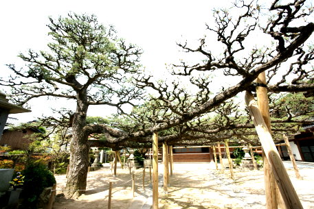 西向寺の蓮華松