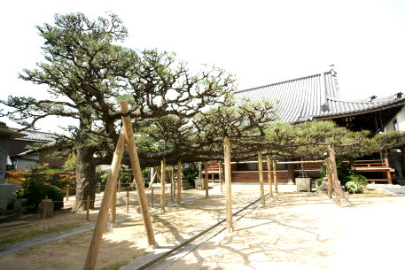 西向寺の蓮華松