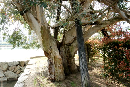 広島城跡の被爆ユーカリ