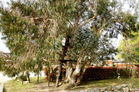 広島城跡の被爆ユーカリ